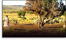 Navajo with sheep
