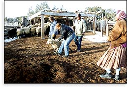 Aid to the traditional Navajo