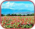 Afghan poppy field